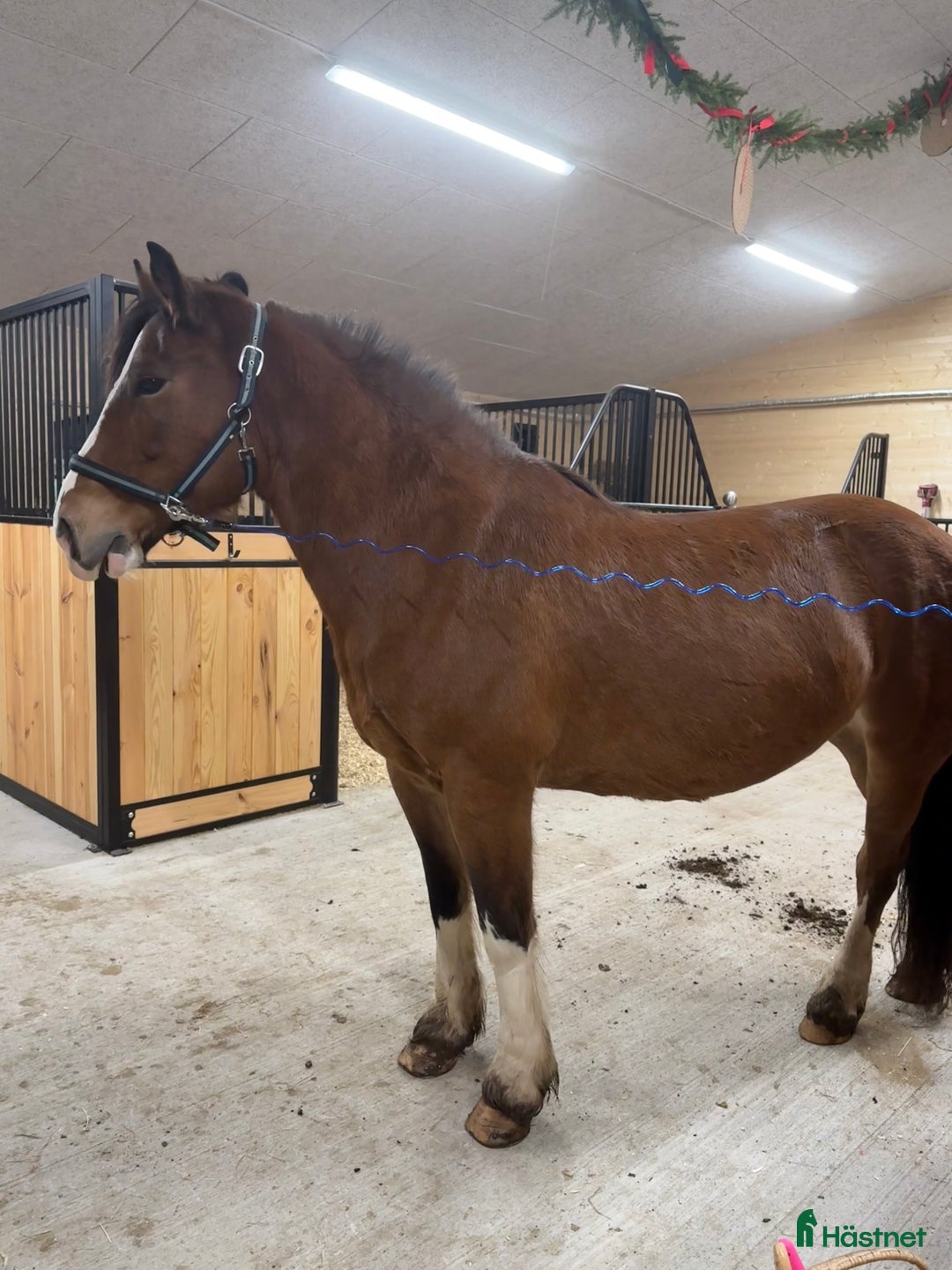 Sällskap hästar till salu: Kallblodstravar-sto sällskap/avel/projekt ev bytes - Annons 9