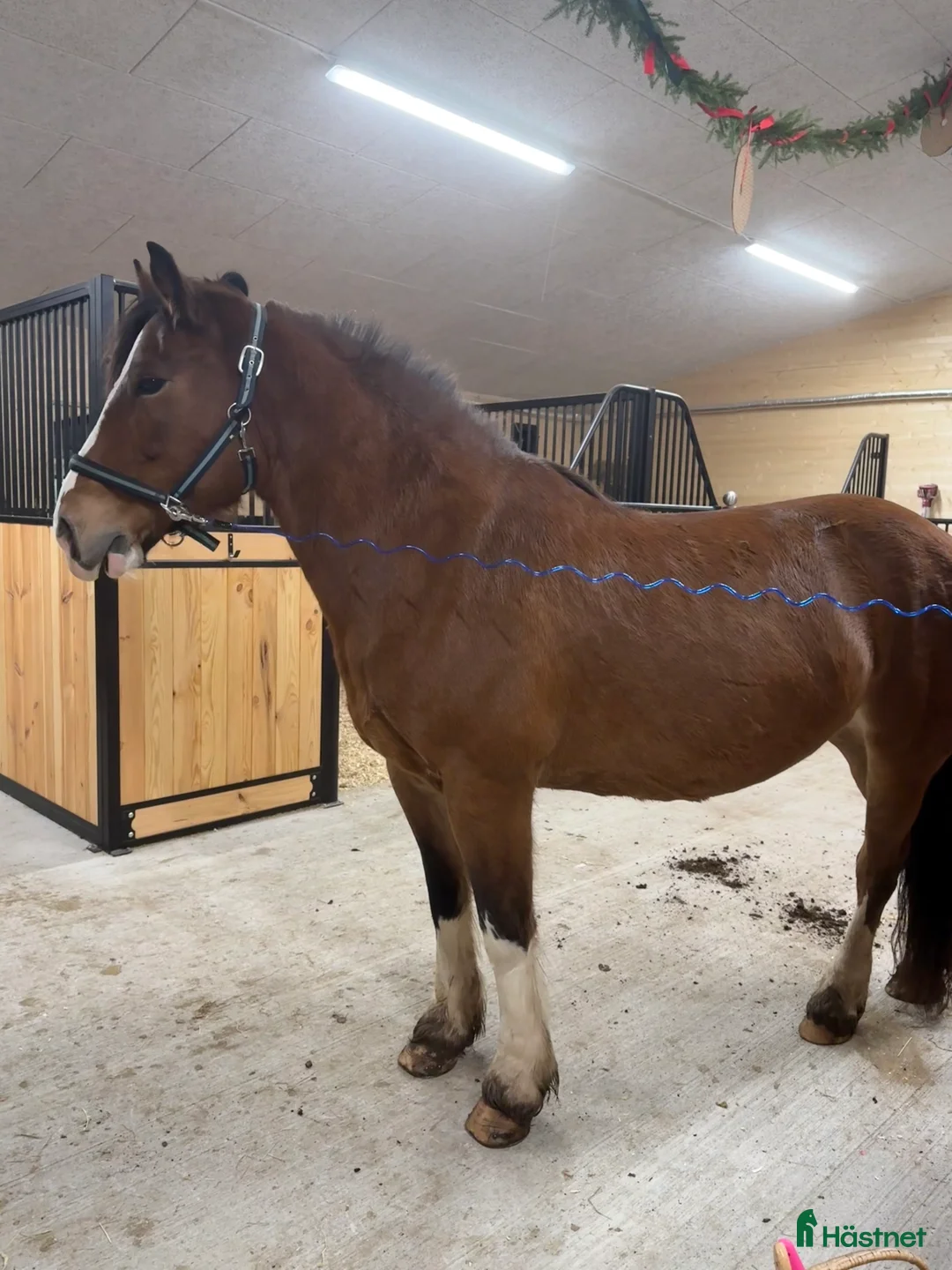 Sällskap hästar till salu: Kallblodstravar-sto sällskap/avel/projekt ev bytes - Annons 9