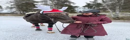  medryttarhäst finnes: Skogsmullehäst söker medryttare - Annons 6