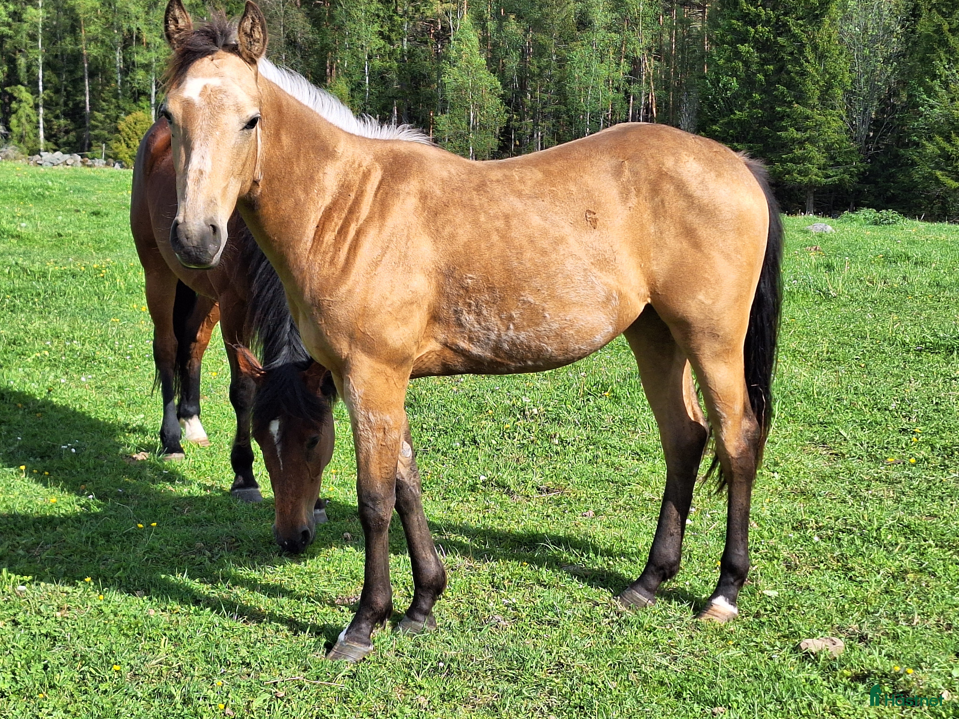  hästar Blivande 3 åring söker arbete  i Landsbro - Annons 4