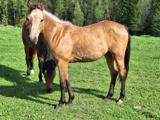 hästar Blivande 3 åring söker arbete i Landsbro - Annons 4