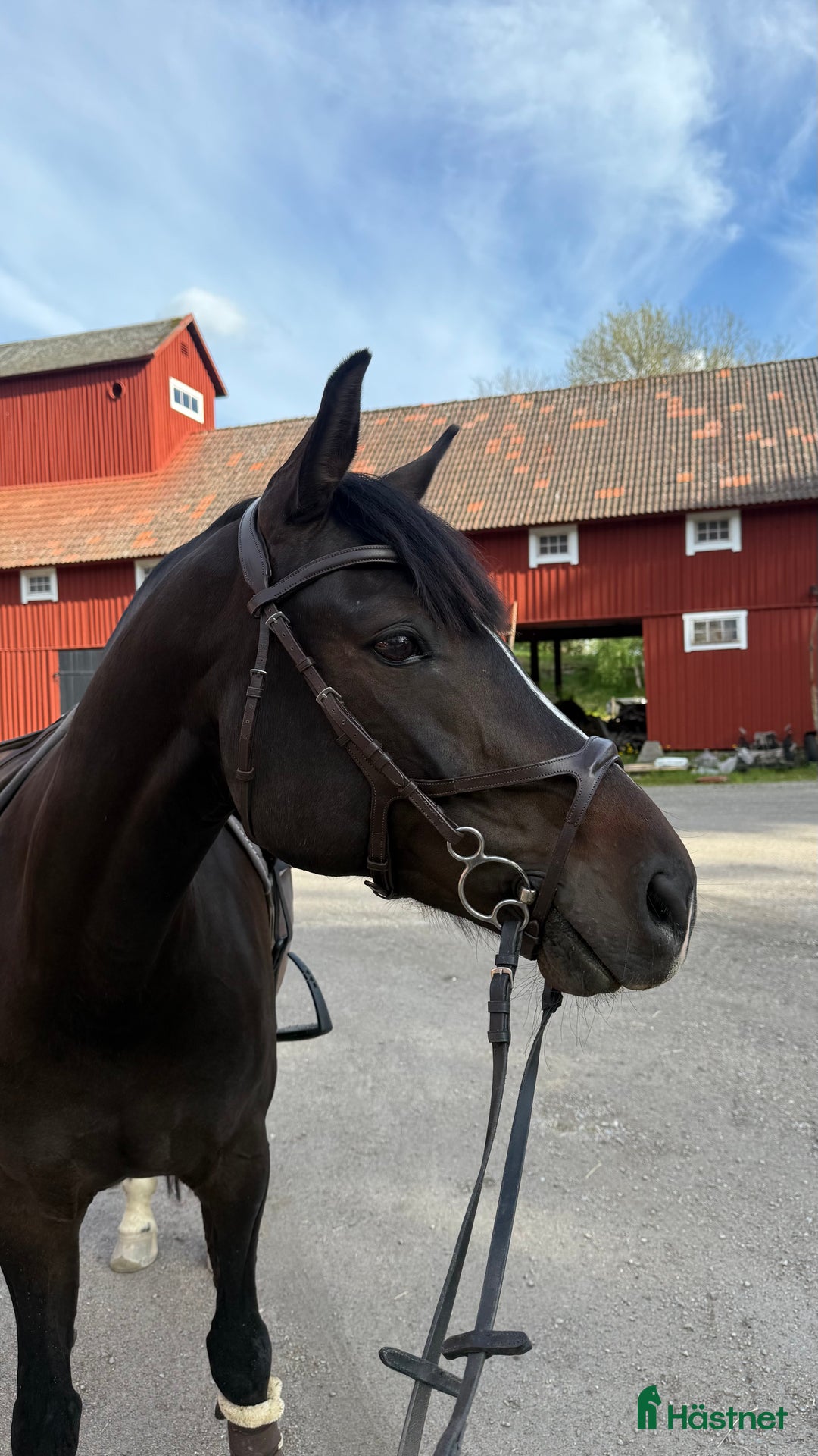 Träns hästutrustning till salu: Träns från knights  i Västerås - Annons 1