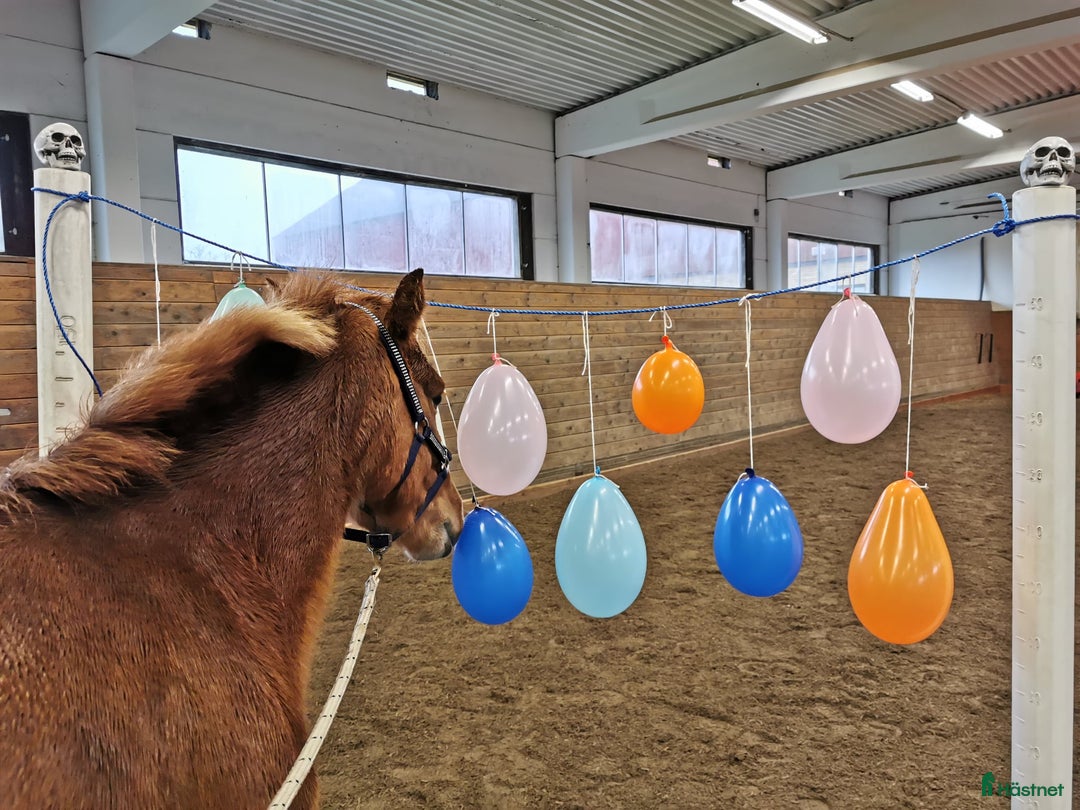 Övrigt hästar till salu: 9-årigt russ utlånas/säljes i Eskilstuna - Annons 9