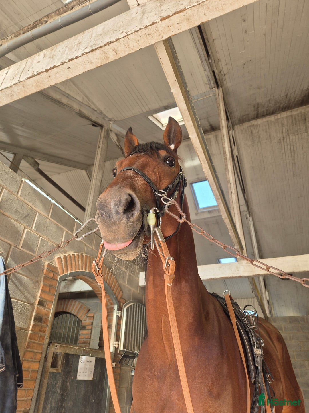 Allround hästar till salu: Maidan letar efter sin människa i Halmstad - Annons 3