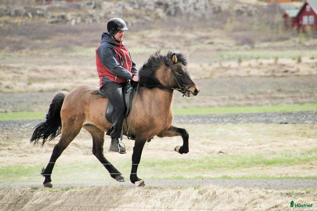 Island hästar till salu: Stor vacker Islandsvalack - Annons 5