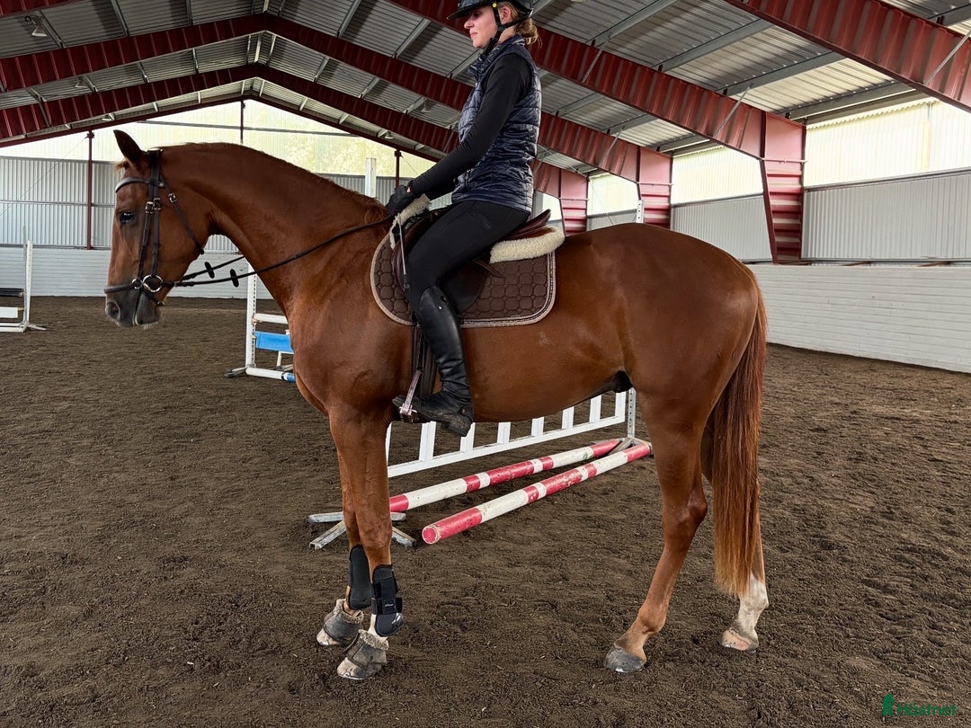 Dressyr hästar till salu: Snygg och lovande treåring! i Kil - Annons 5