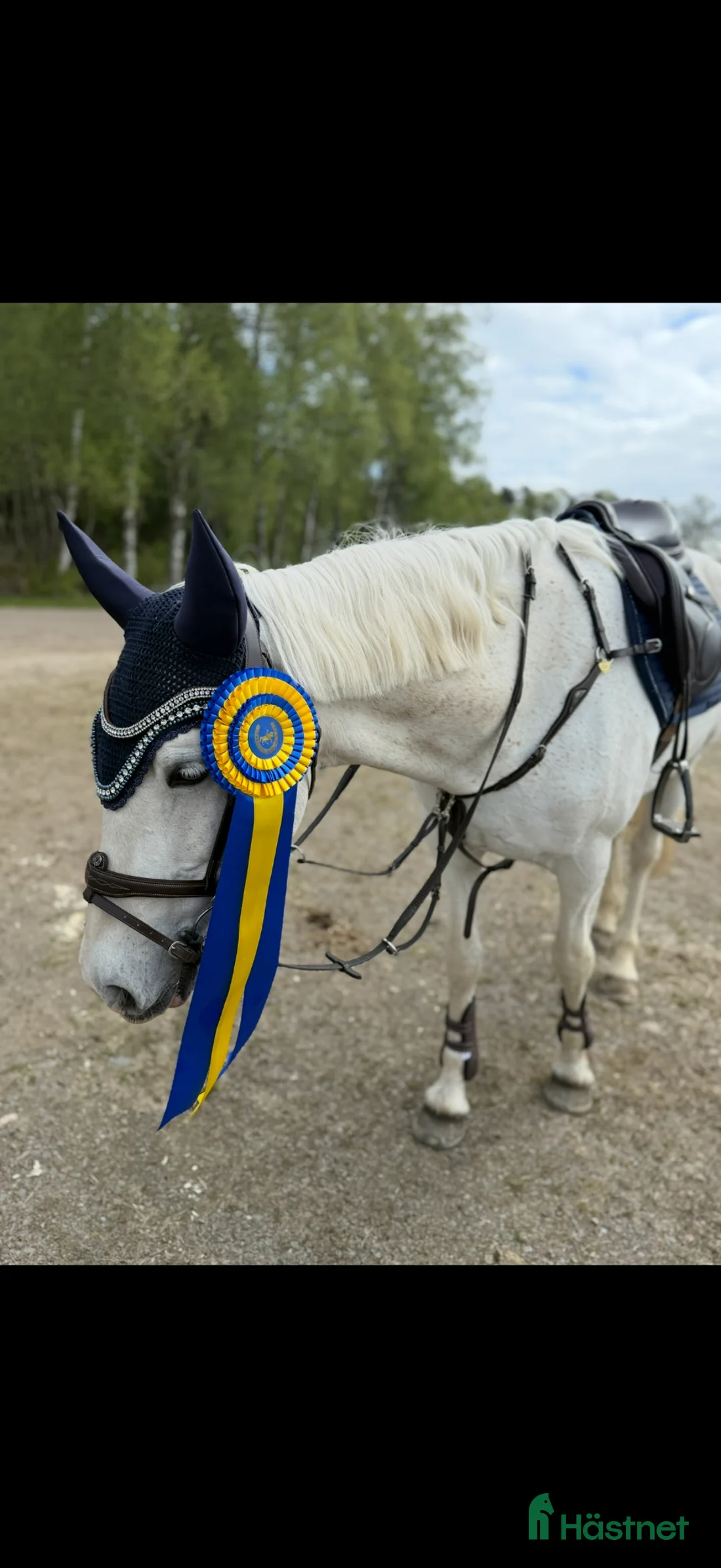 Hoppning hästar till salu: Fantastiskt D-ponnysto.  - Annons 2