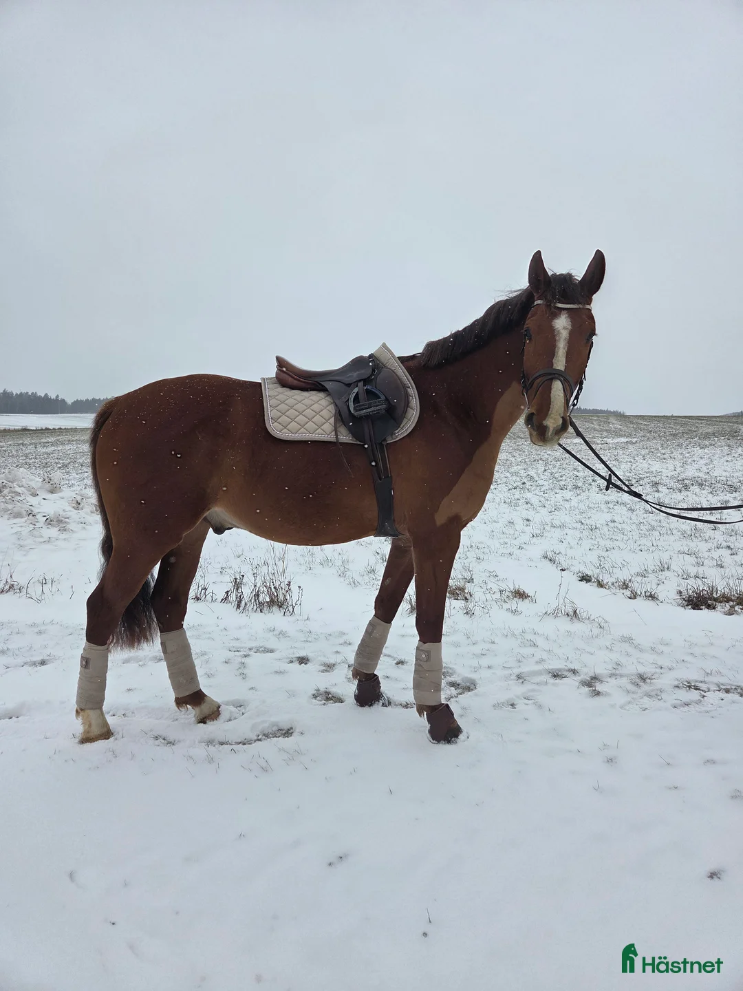 Allround hästar till salu: Svenskfödd val född 2022 - Annons 2