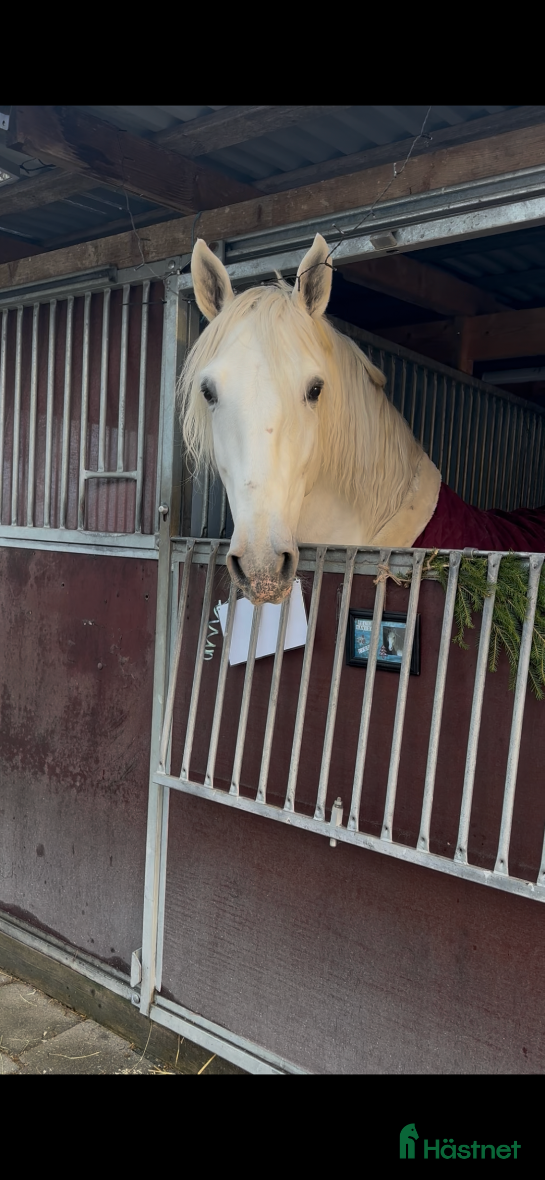  hästjobb finnes: Häst och stallhjälp en vecka över jul - Annons 1