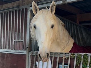 hästjobb Häst och stallhjälp en vecka över jul - Annons 1