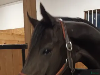 hästar Vackert och välstammat fullblodssto i Örsundsbro - Annons 14