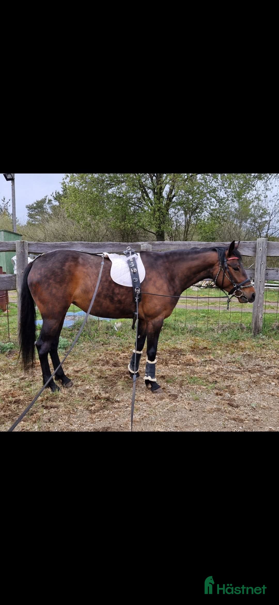 Trav hästar till salu: För trav/monte eller avel eller ridhäst i Havdhem - Annons 5