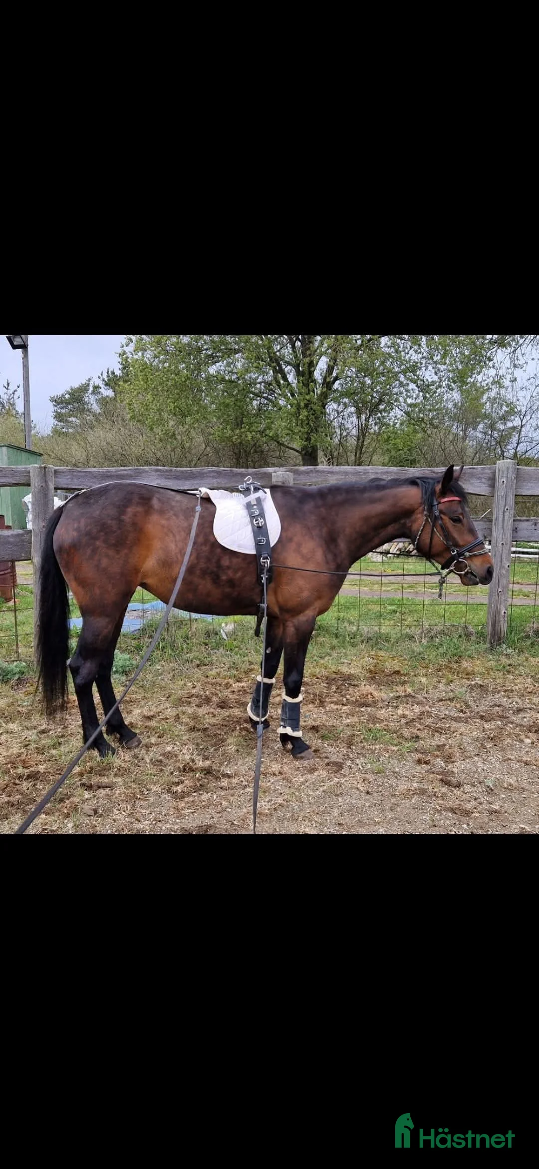 Trav hästar till salu: För trav/monte eller avel eller ridhäst i Havdhem - Annons 5