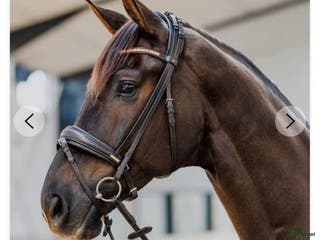 Träns hästutrustning till salu: Carl jh collection - Annons 17