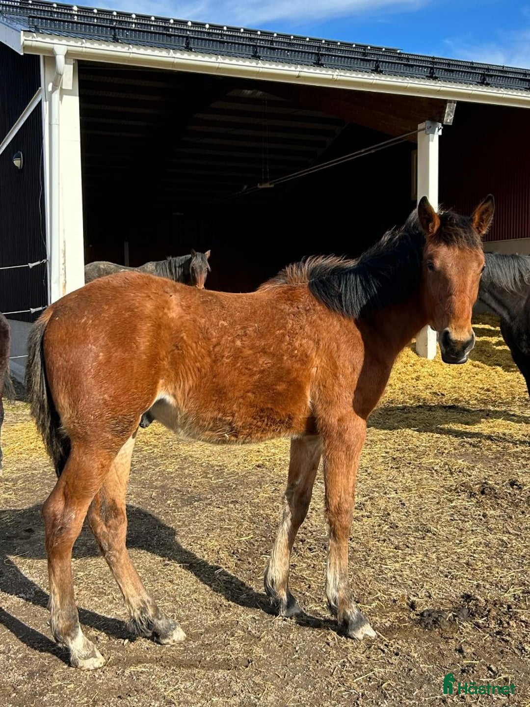 Trav hästar till salu: 1 årig varmblodshingst i Njurunda - Annons 7