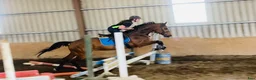Allround hästar till salu: Allrounder horses i Ljungby - Annons 22