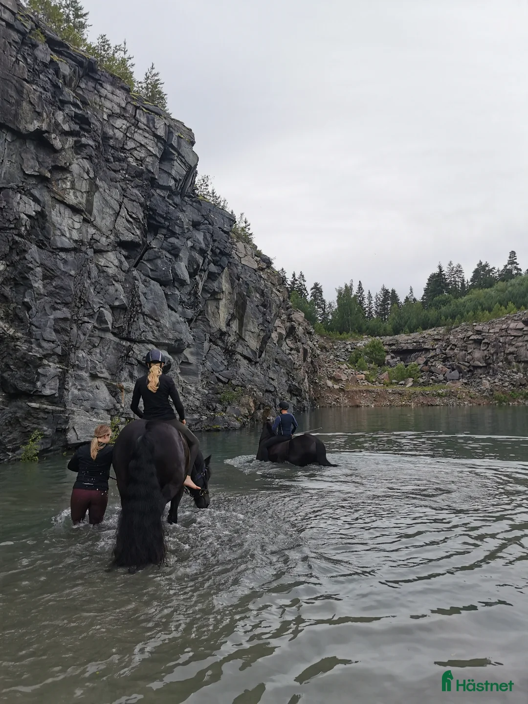 Allround hästar sökes: Söker fortfarande en bästa fyrfoting - Annons 2