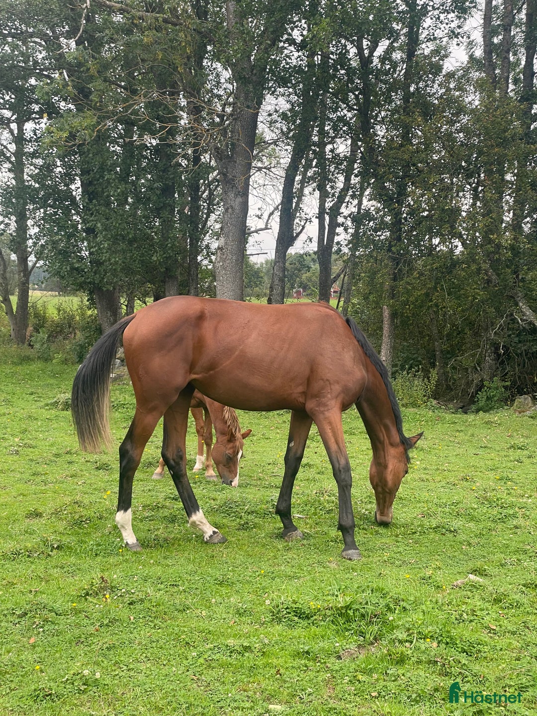 Allround hästar till salu: ✨ Lovande SWB e: Racoon 1491 (Lövsta Stuteri)  ✨ i Vingåker - Annons 3