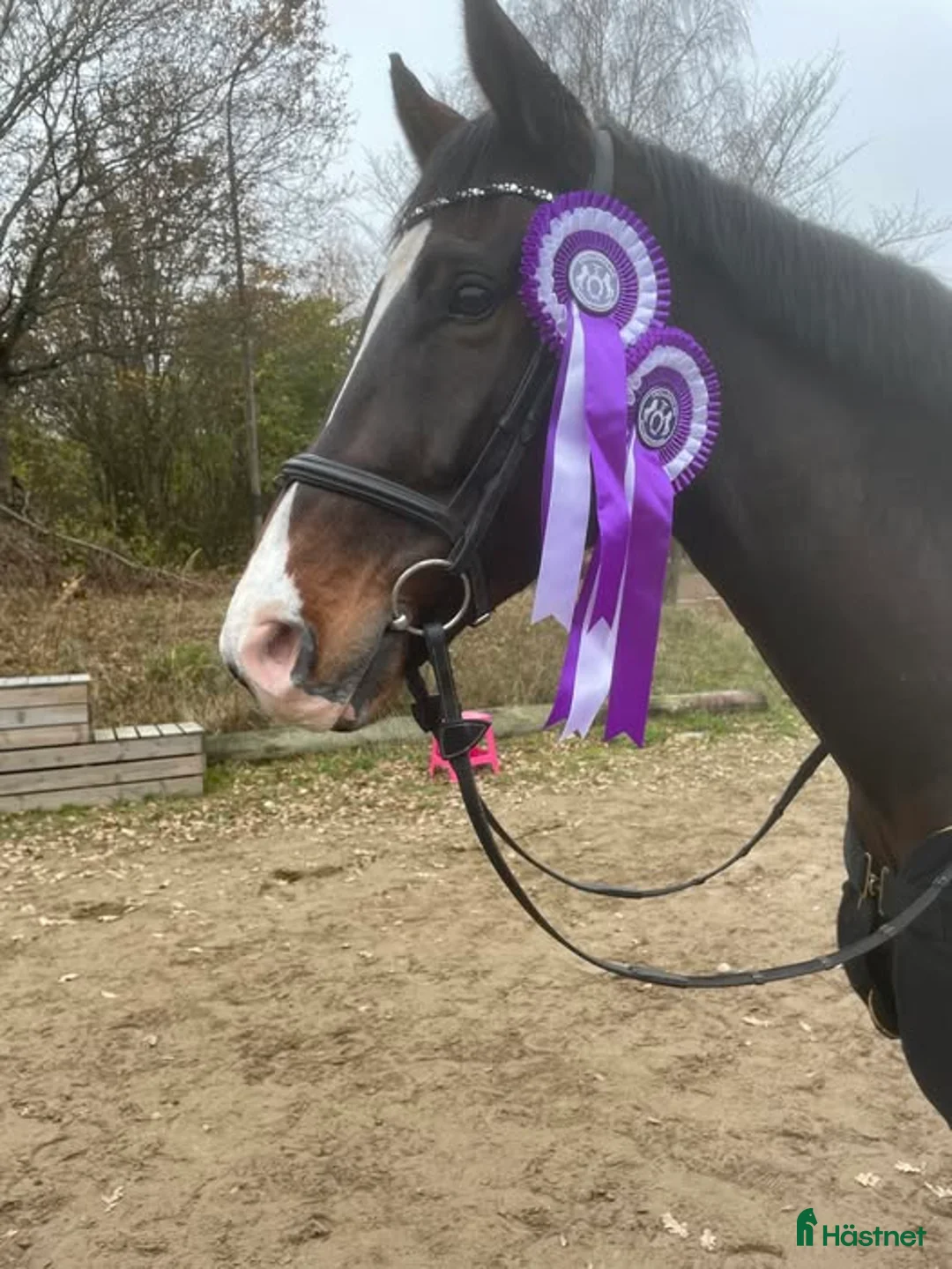 Hoppning hästar till salu: 7-årig valack 173cm mycket snäll i Eslöv - Annons 1