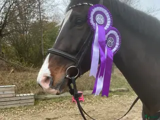 hästar 7-årig valack 173cm mycket snäll - Annons 4