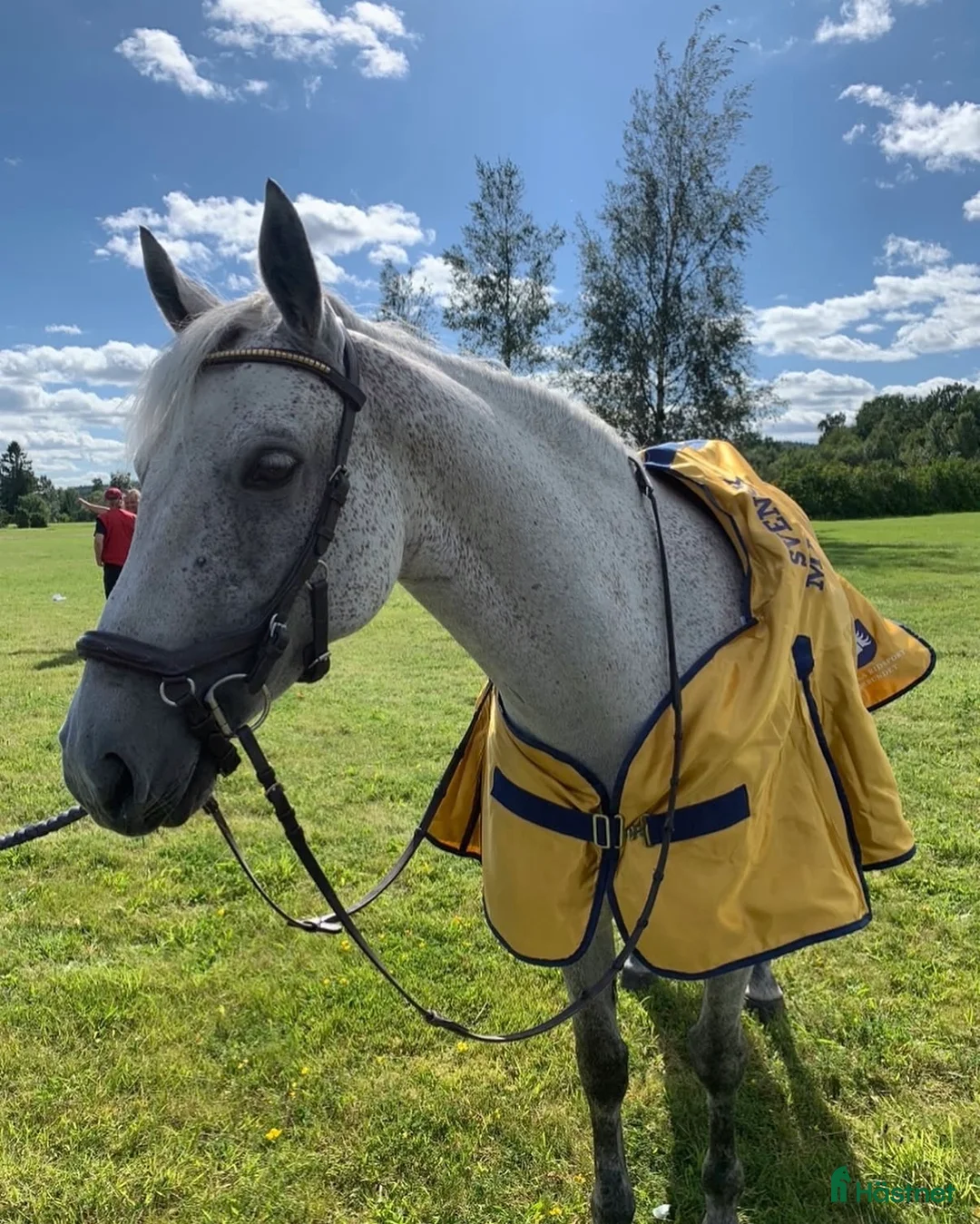 Allround hästar till salu: Maxad C - ponny för alla discipliner  - Annons 1
