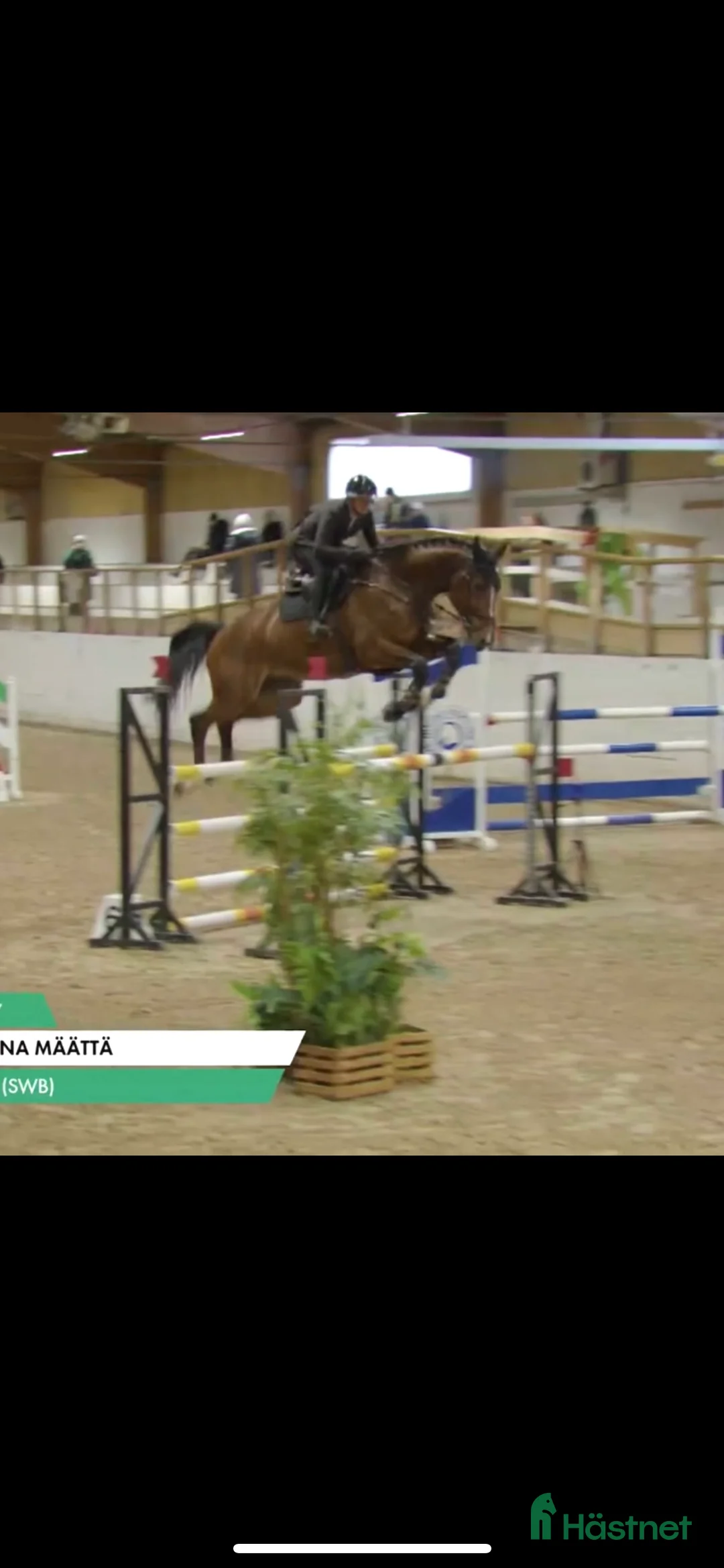 Hoppning hästar till salu: Redo för nästa nivå - måste upplevas! i Överhörnäs - Annons 2