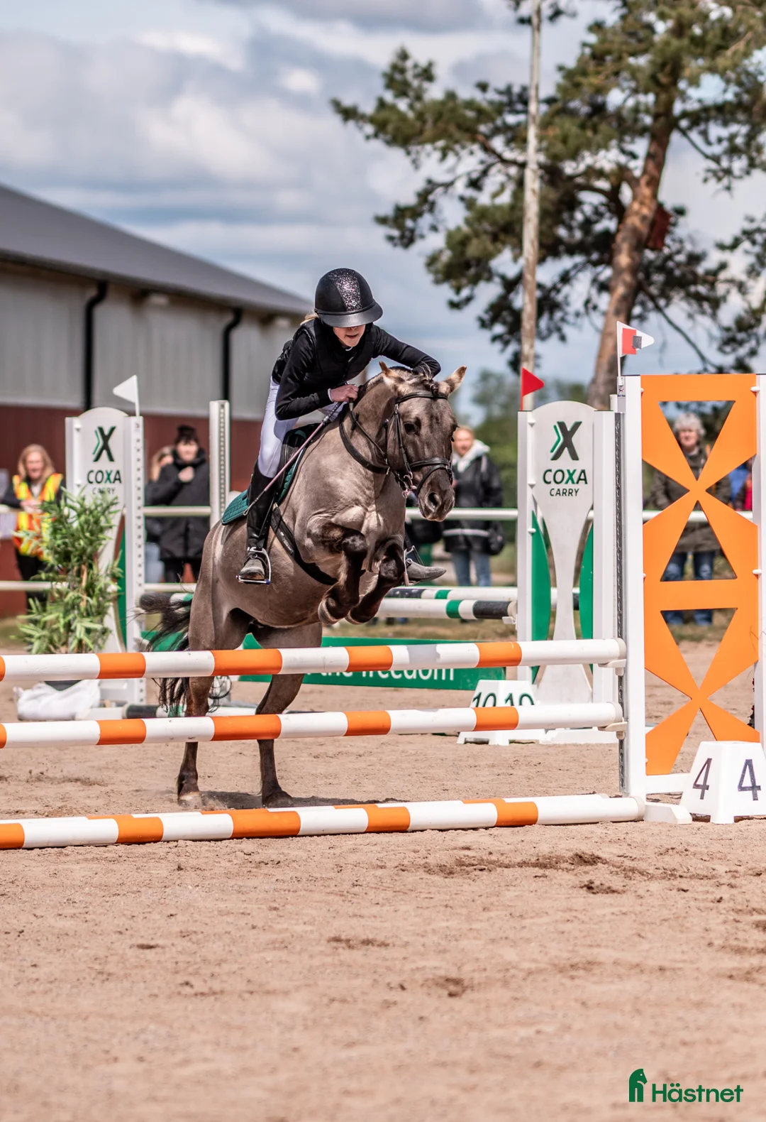Allround hästar till salu: Allroundponny - Annons 2