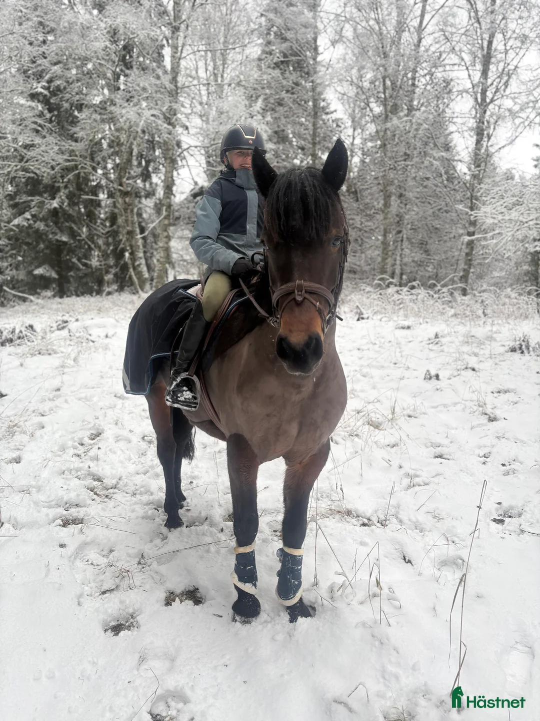 Hoppning hästar till salu: Guldponny - Annons 2