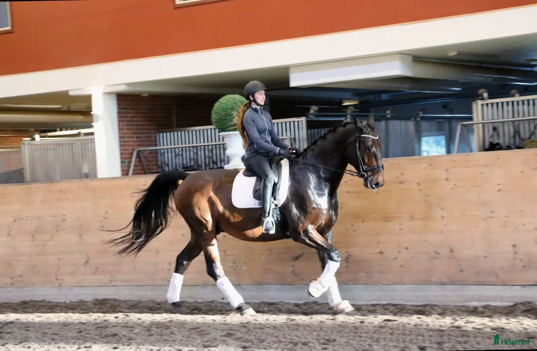 Dressyr hästar till salu: Projekt i Stora Sundby - Annons 2