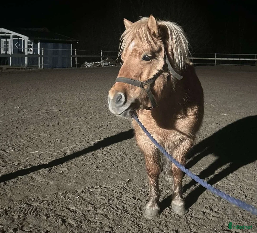 Allround hästar till salu: LITEN KORSNINGSPONNY i Dalskog - Annons 3