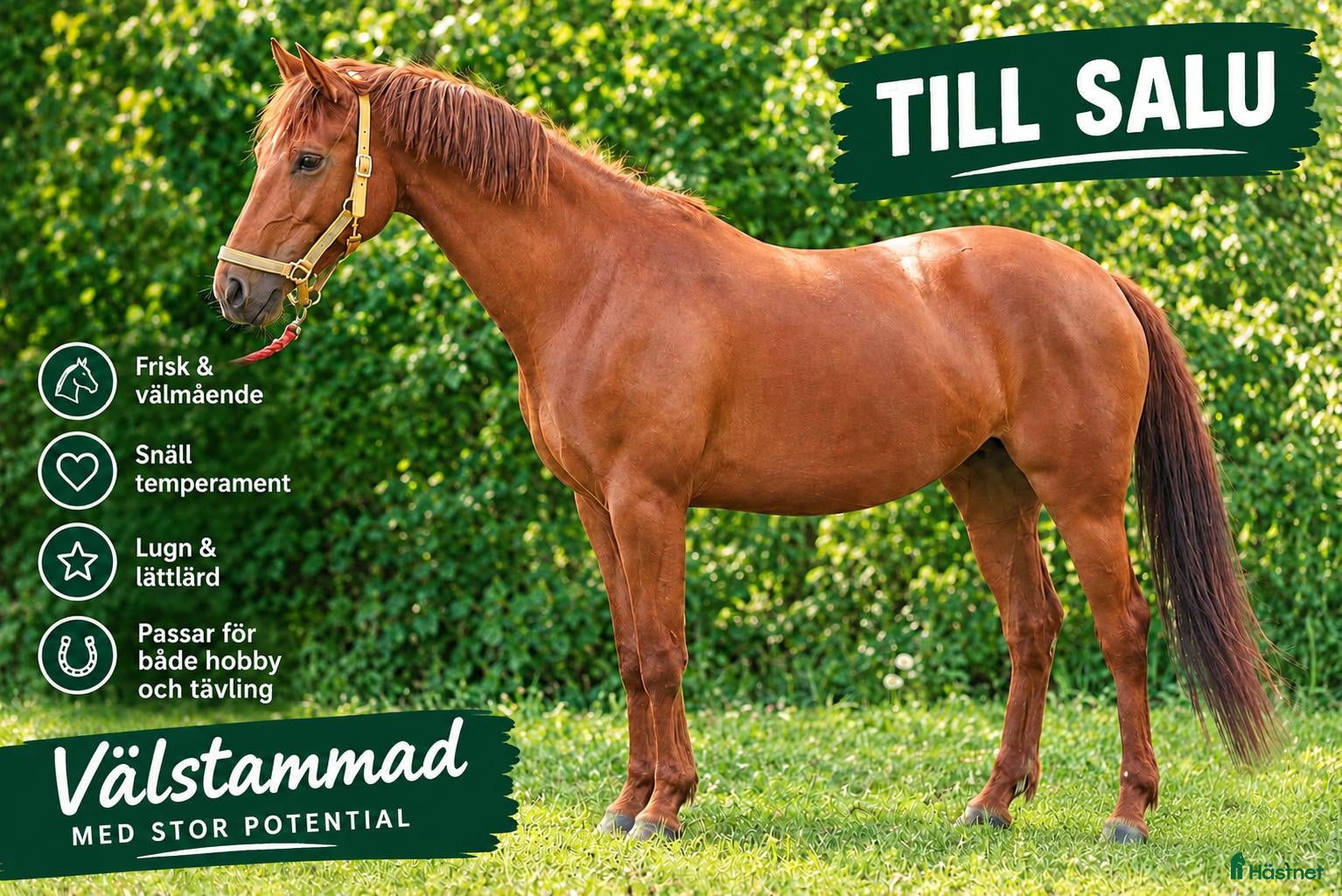  hästar till salu: Till Salu - Trevlig 5-årigt SWB-sto e. Zafferano - Annons 1