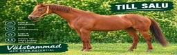 Allround hästar till salu: Till Salu - Trevlig 5-årigt SWB-sto e. Zafferano - Annons 1