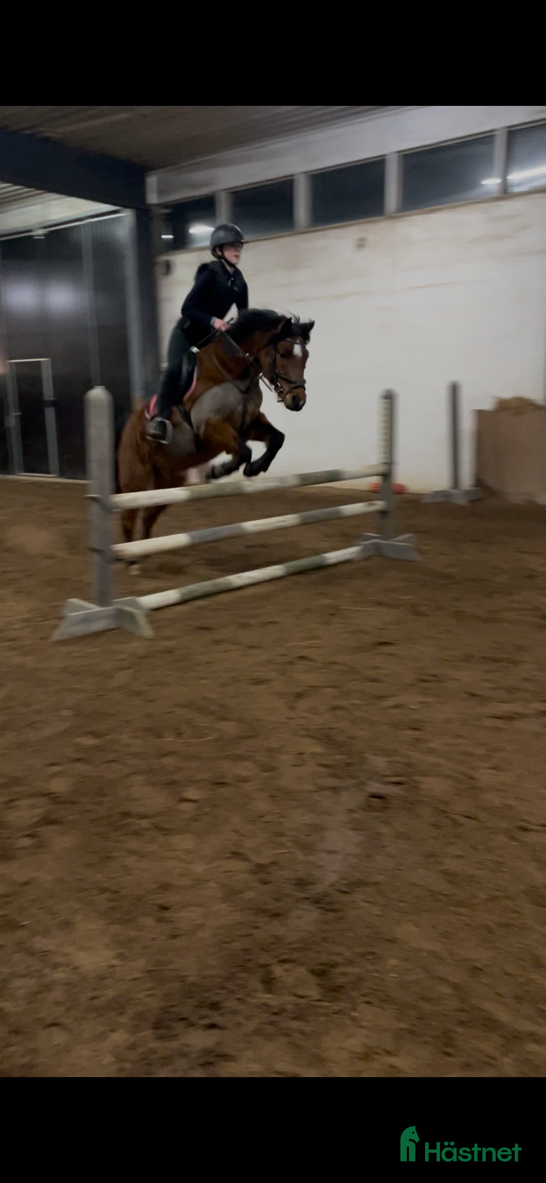  hästar Ansvarstagande medryttare finnes! - Annons 19