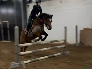 hästar Ansvarstagande medryttare finnes! - Annons 15