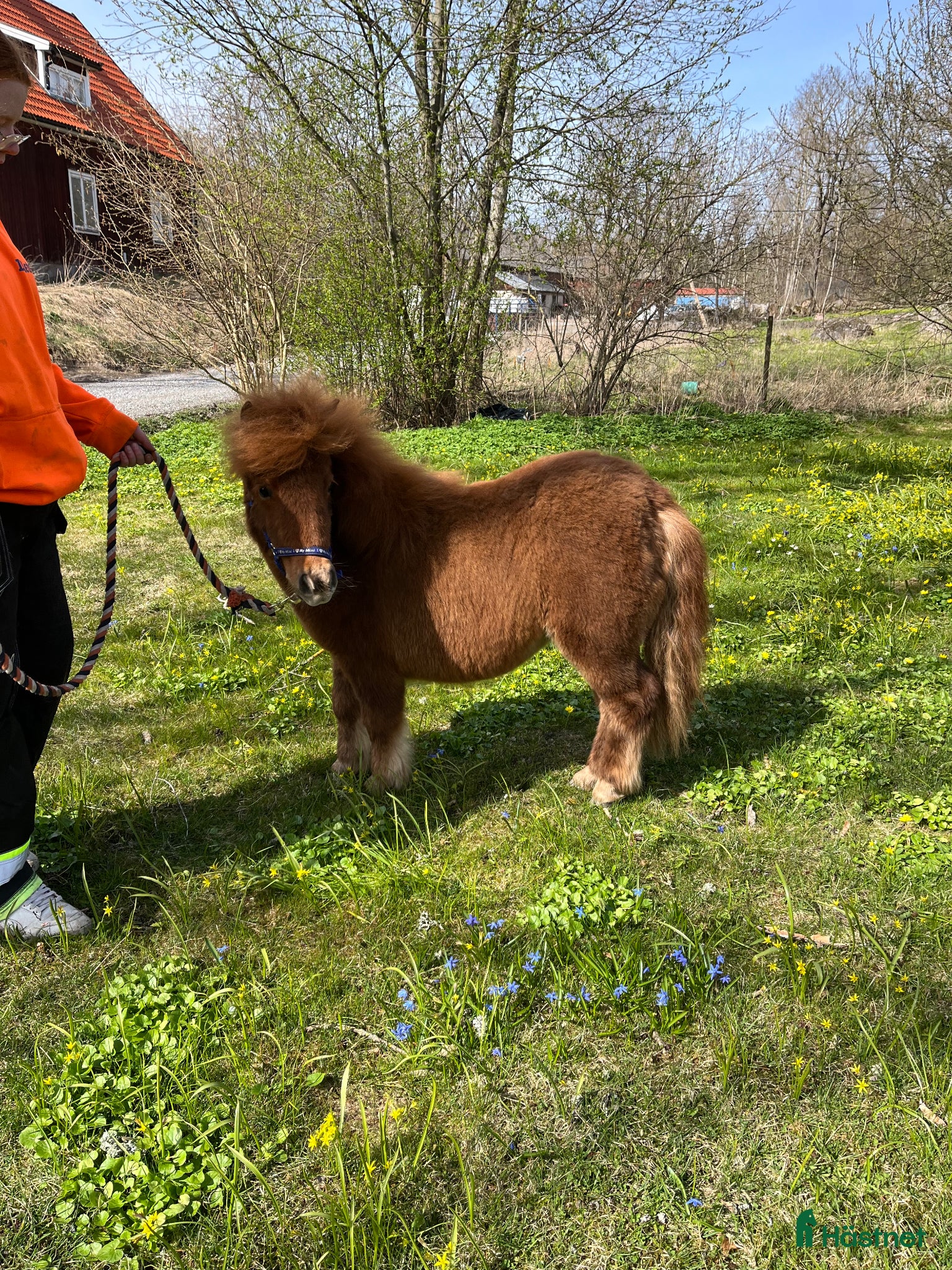  hästar Barnponny/Utställningsämne/Körponny 🌸 Nytt pris🌟 - Annons 3