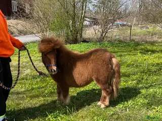 hästar Barnponny/Utställningsämne/Körponny 🌸 Nytt pris🌟 - Annons 6