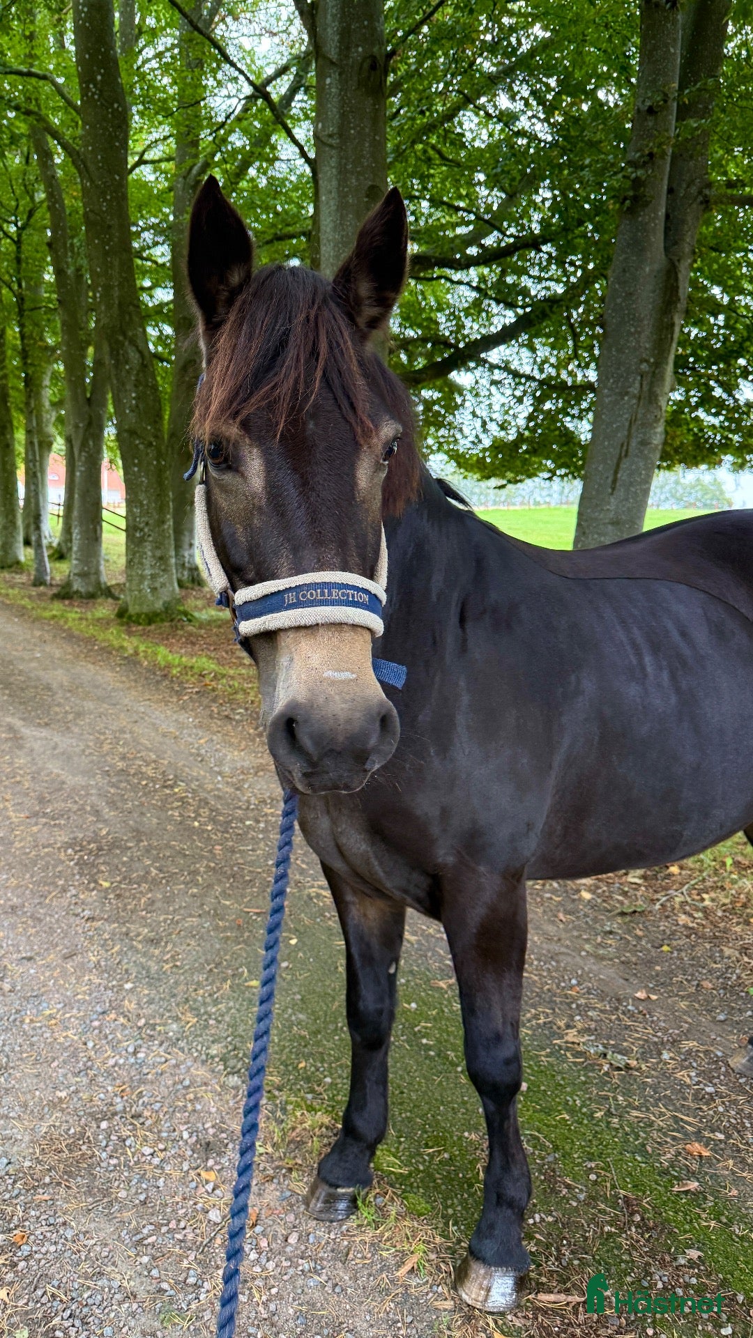  hästar Sto ned hjärta av guld och fin utstrålning!  - Annons 1