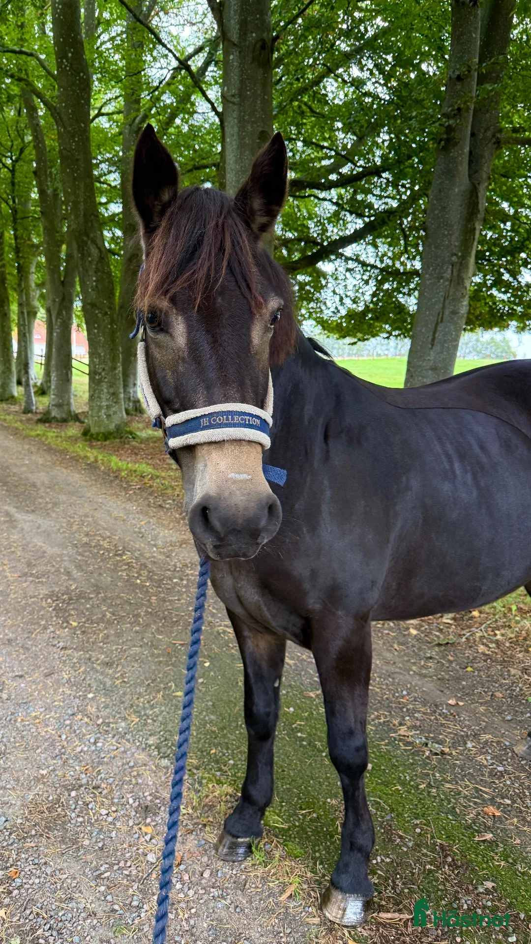 Hoppning hästar till salu: Sto med hjärta av guld och fin utstrålning!  - Annons 1