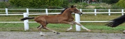 Dressyr hästar till salu: Unik Welsh cob / swb i Partille - Annons 7