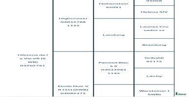  hästar i Kolmården - Annons 11