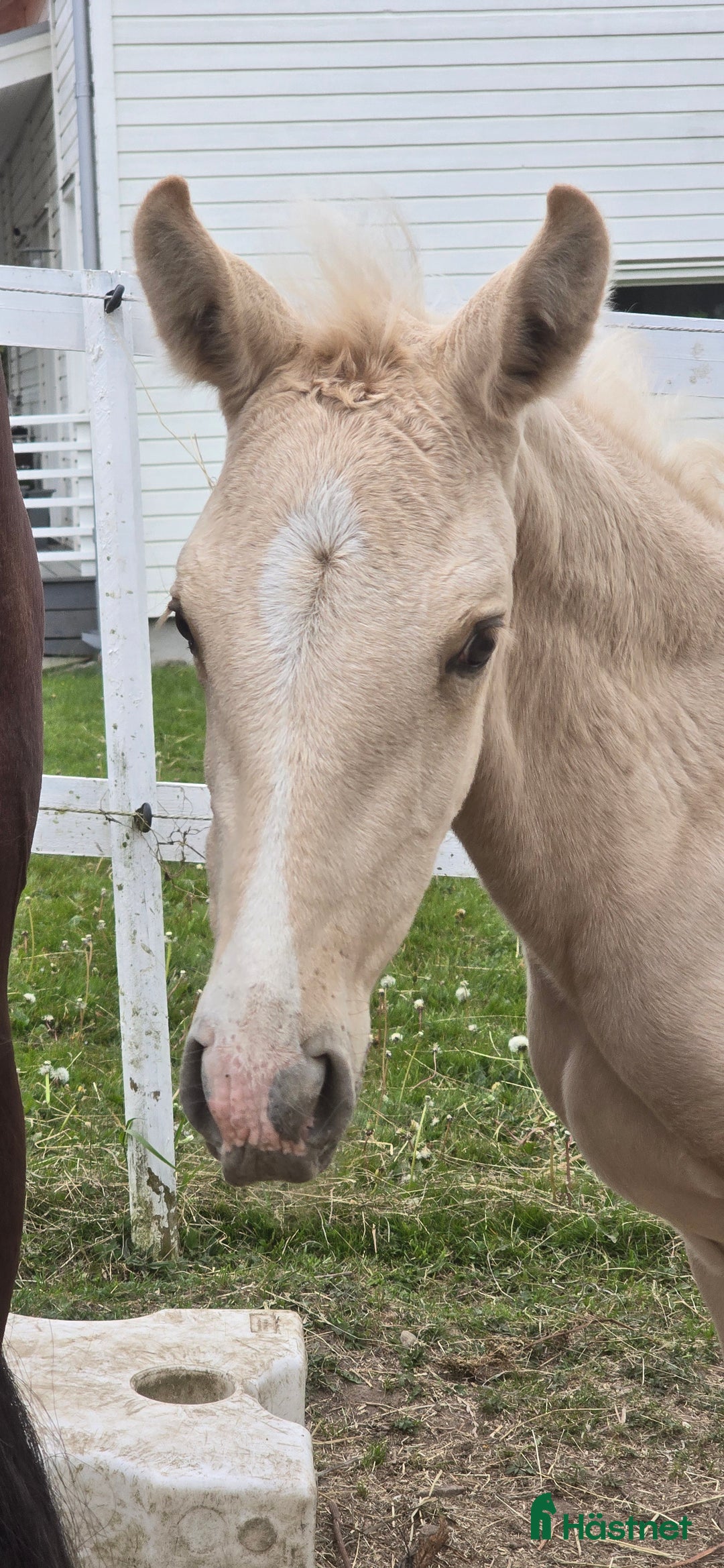 Dressyr hästar till salu:  PRE kille för den kräsna 💙 Palomino. Passa på i Veddige - Annons 8