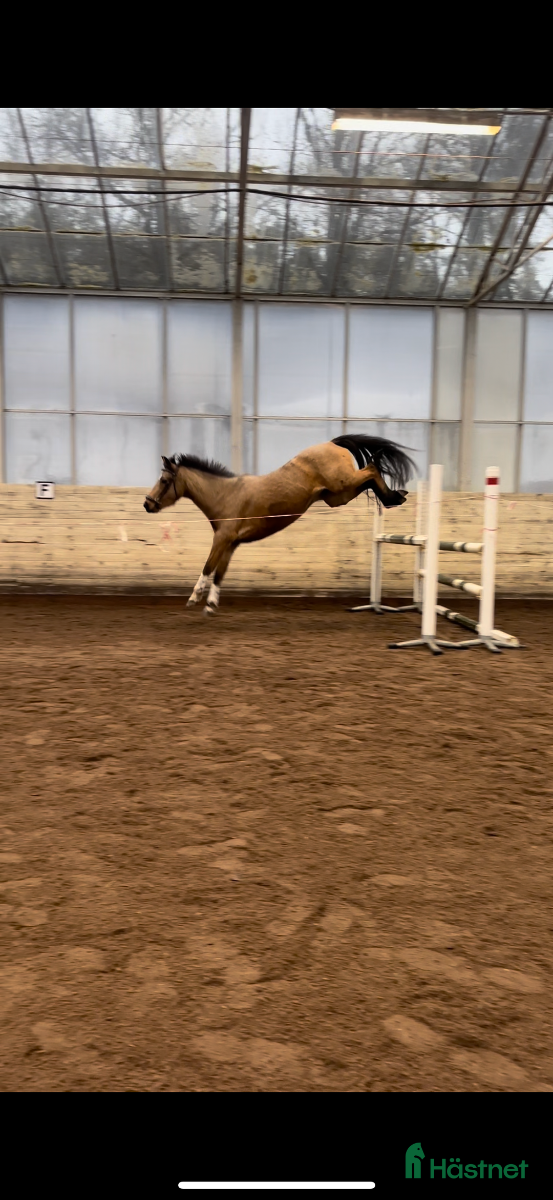 Allround hästar till salu: Sagolika allround ponnyn Saga! i Tungelsta - Annons 3