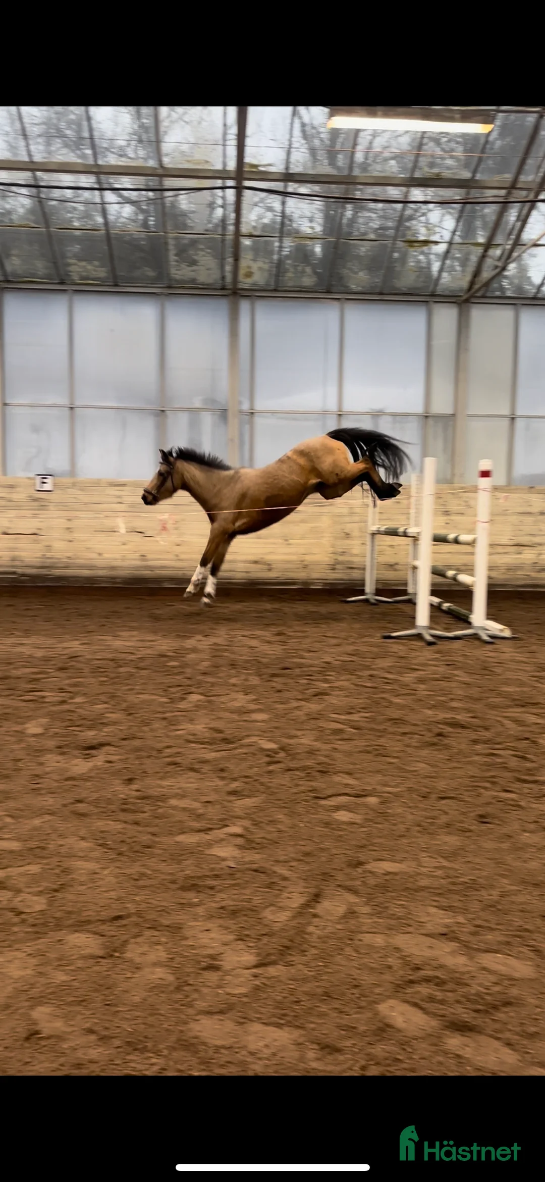 Allround hästar till salu: Sagolika allround ponnyn Saga! - Annons 3