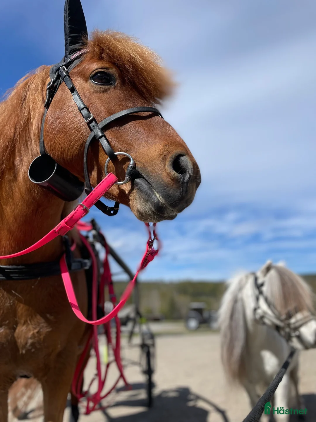 Allround hästar till salu: Läromästare söker ny ryttare/ kusk - Annons 1