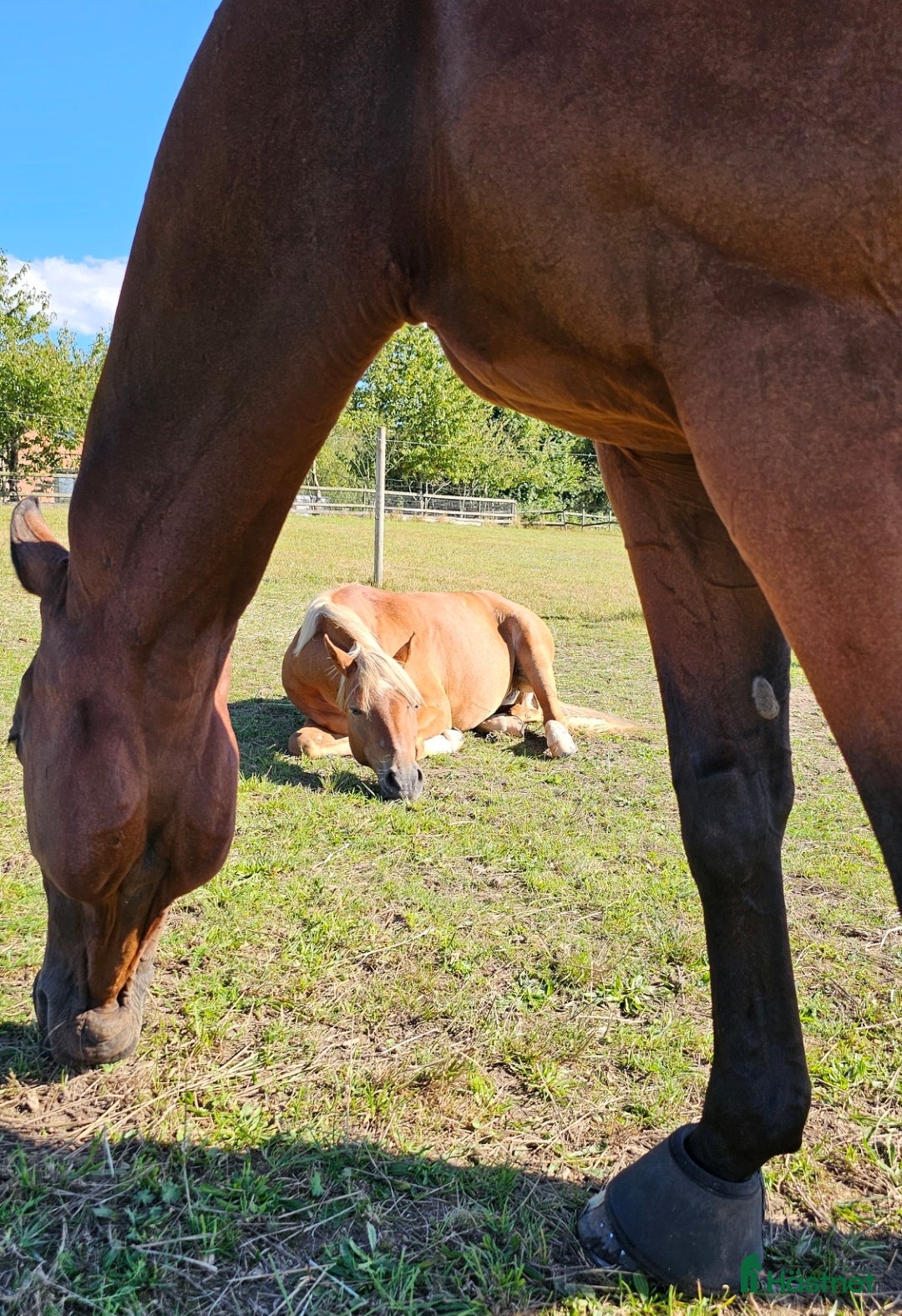  stallplats finnes: Stallplats i Svedala - Annons 4