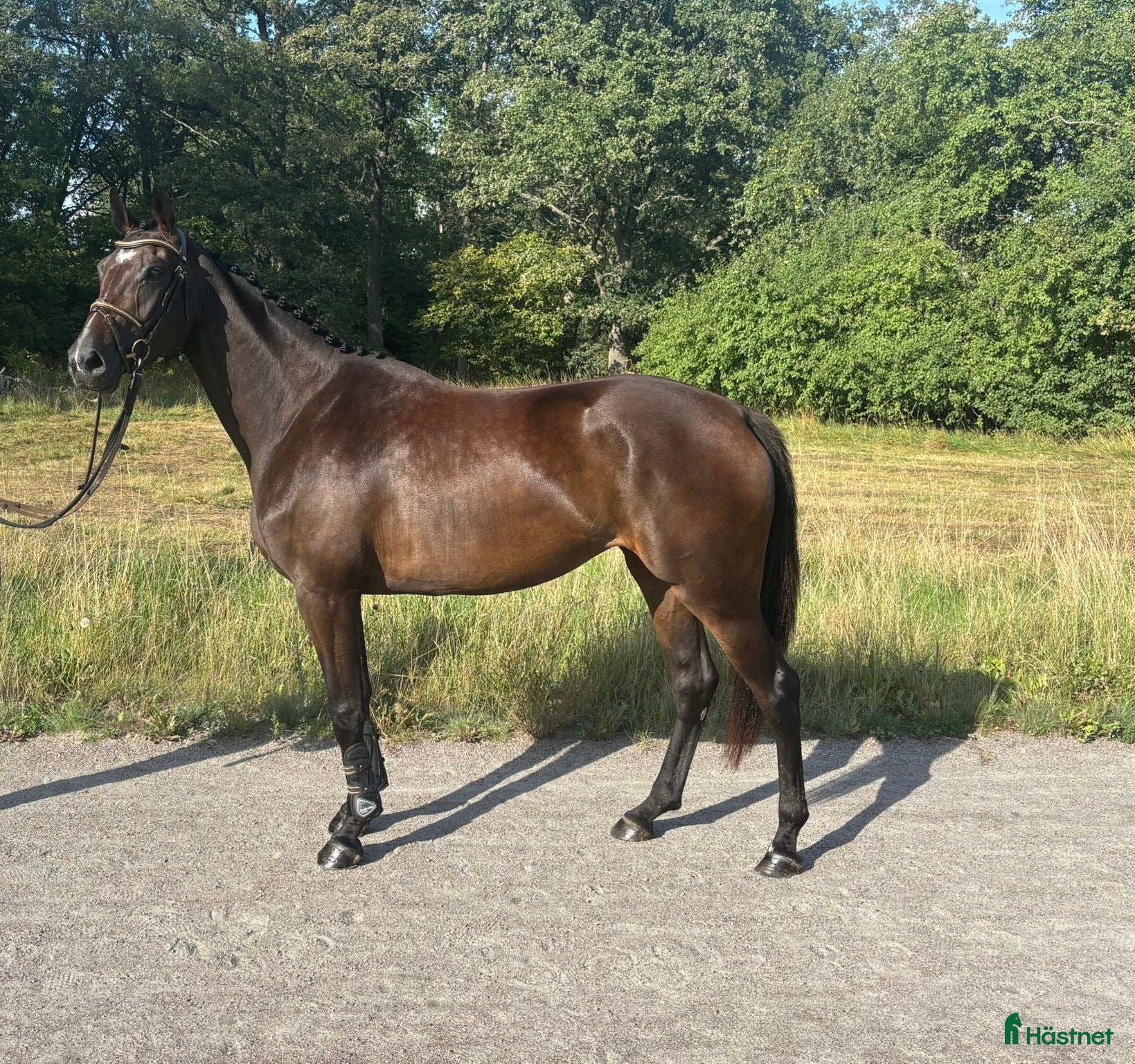  hästar Trevlig unghäst med framtiden för sig  - Annons 1