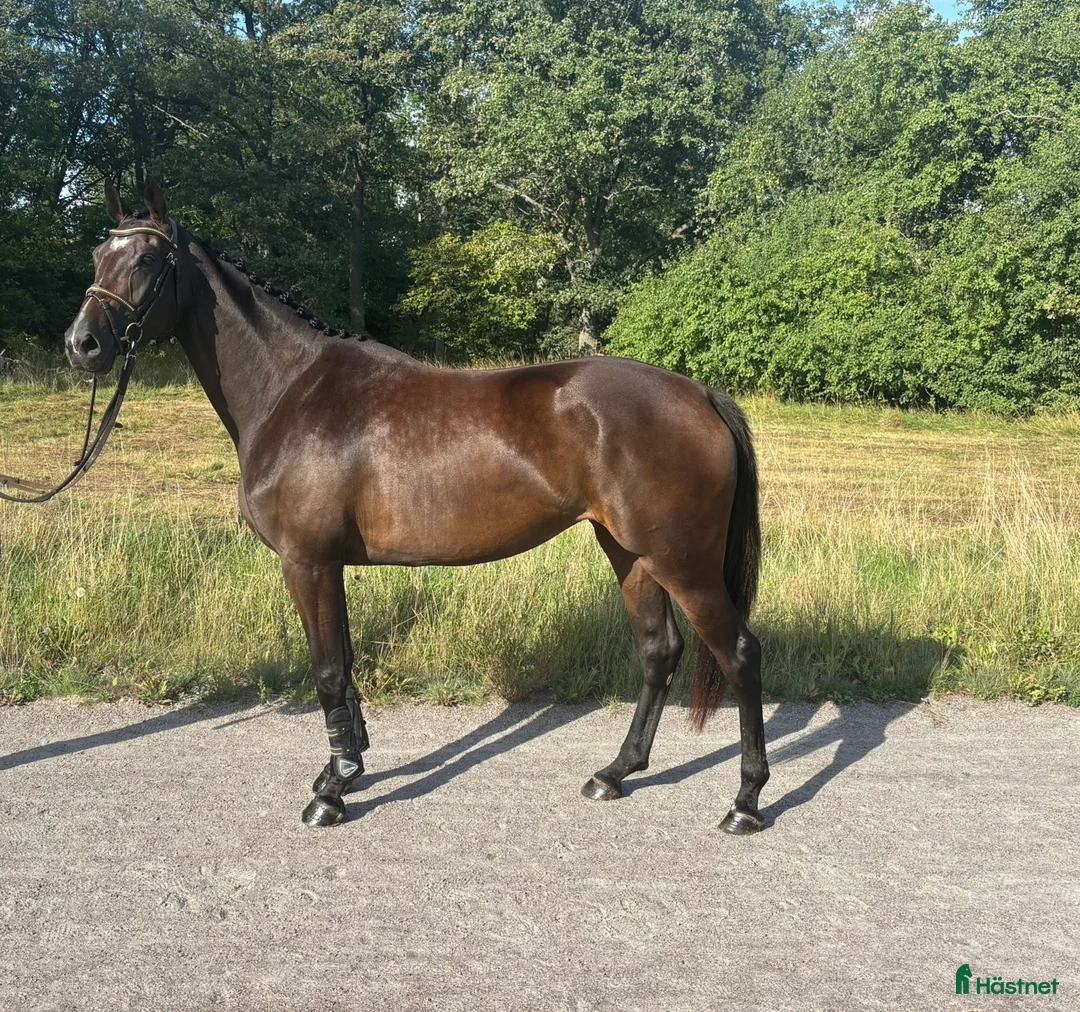 Hoppning hästar till salu: Trevlig unghäst med framtiden för sig  - Annons 1