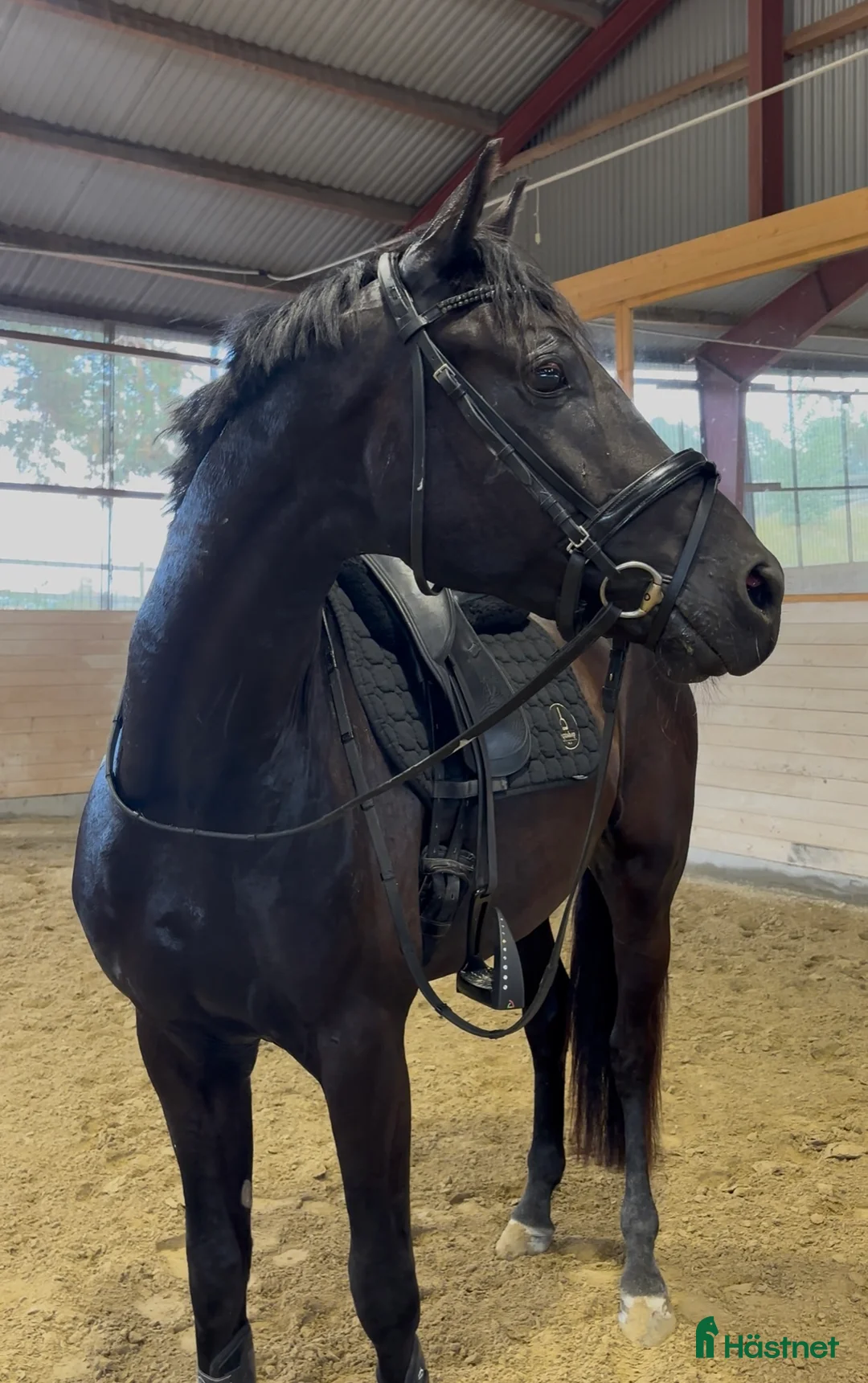 Dressyr hästar till salu: Framtidig superstjärna - Annons 3