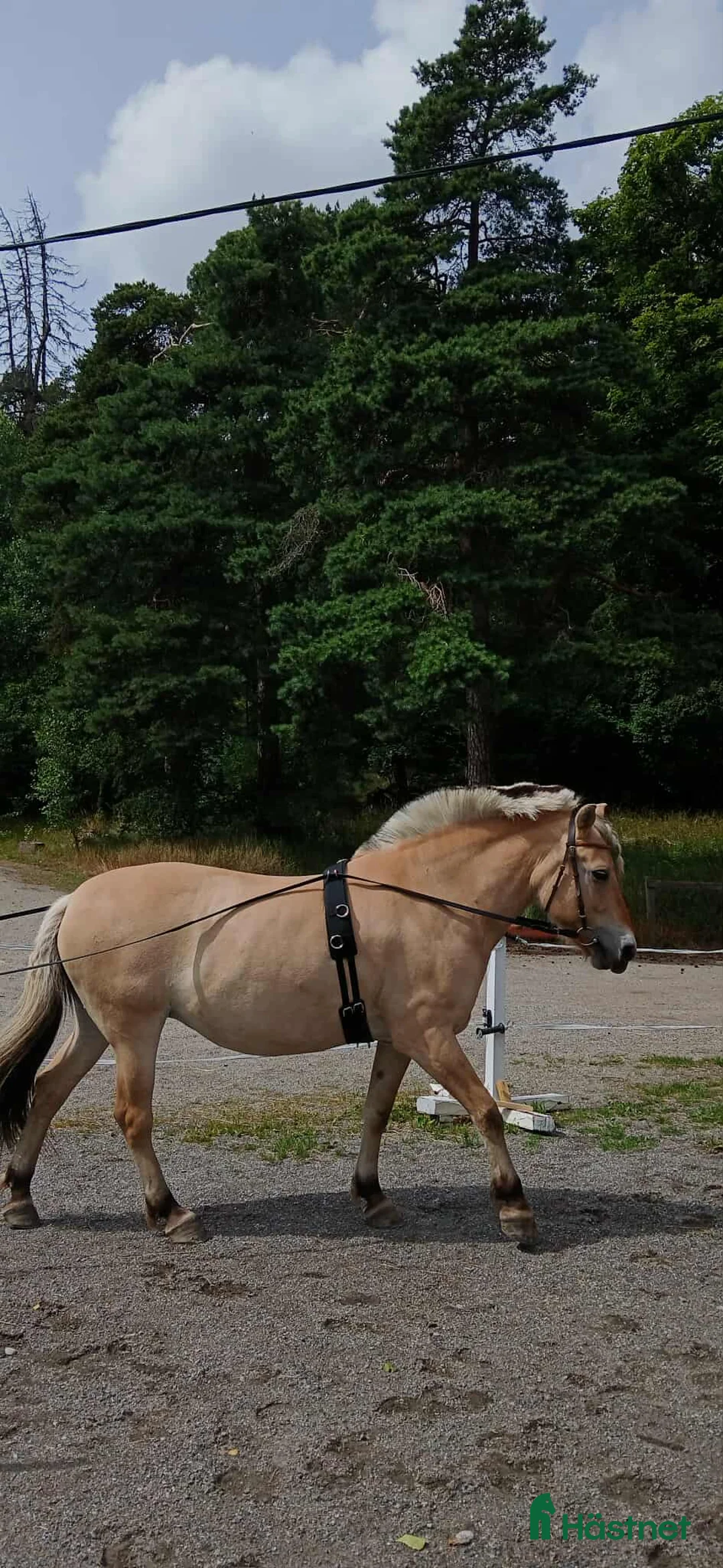 Sällskap hästar till salu: Intressekoll fjording projekt - Annons 6