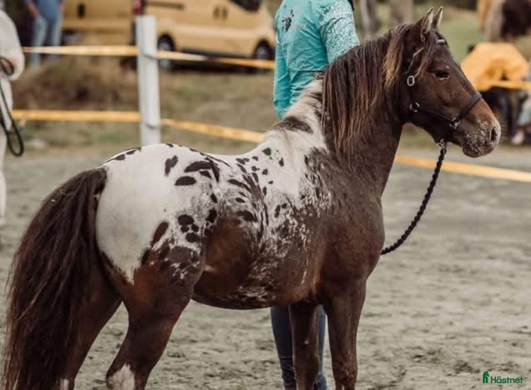 Allround hästar till salu: American mini curly  i Ekshärad - Annons 1